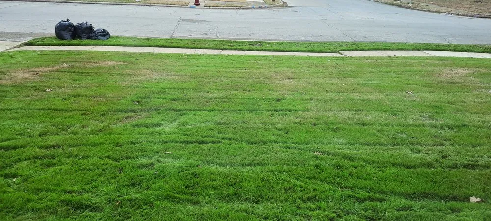 Professional yard cleanup service for year-round maintenance across Grand Prairie, TX - Campos Landscaping