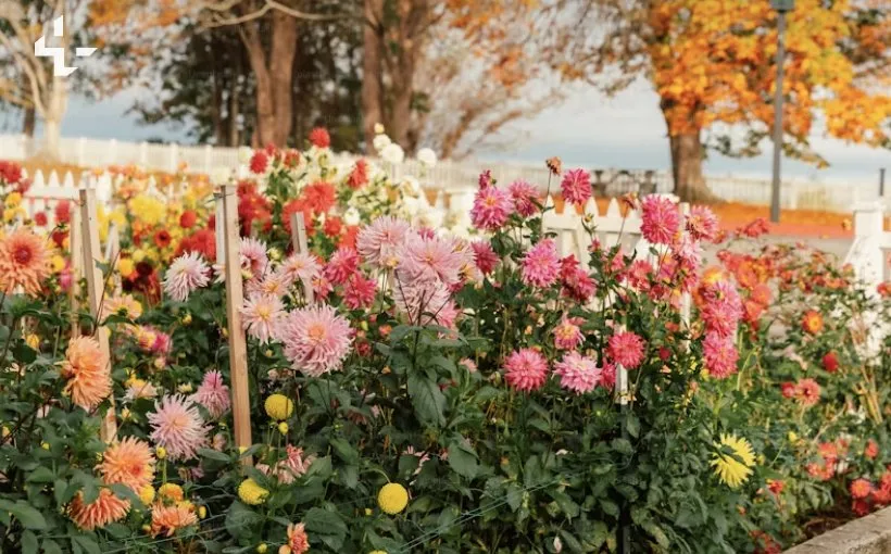 Custom landscape installation for beautiful yards across McKinney, TX - Campos Landscaping