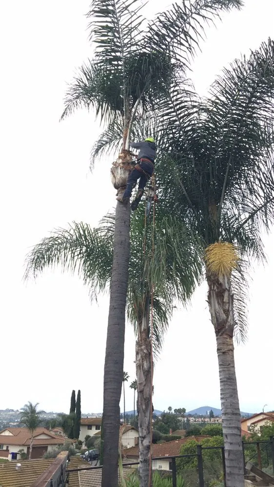 Top-rated landscaping services in Valley Center, CA - Campos landscaping