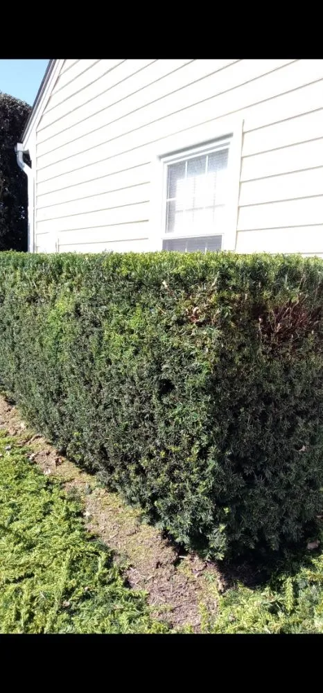 Custom landscaping services in Damascus, MD by Camposervice