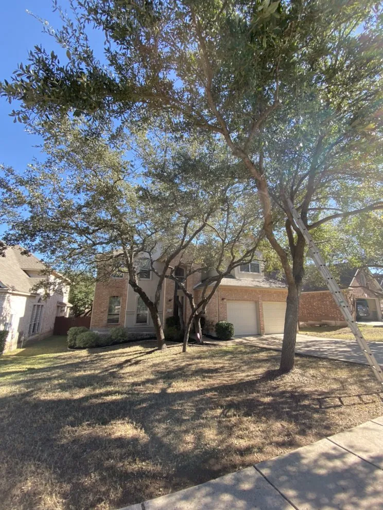 Expert yard maintenance experts serving Niederwald, TX - Campuzano Landscaping And Tree Trimming