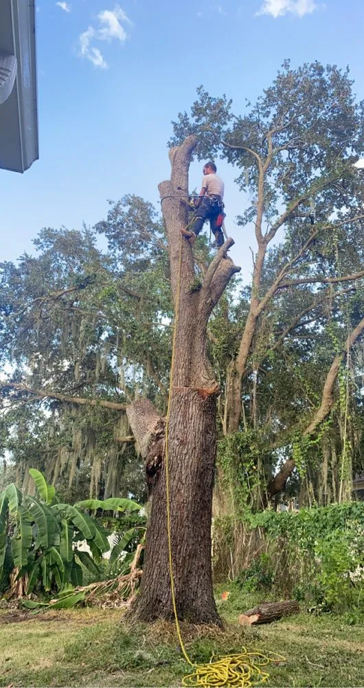 Local lawn care service in Winter Haven, FL - Campuzano Tree Care