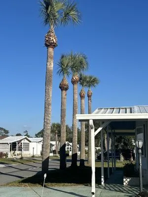 Campuzano Tree Care Logo