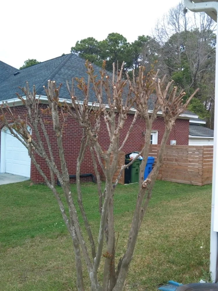 Trusted landscape installation in Wilmington, NC - Cam's Landscaping Services