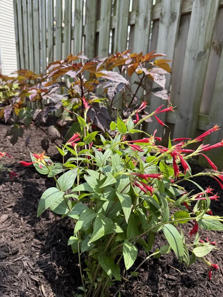 Top-rated landscaping services experts serving Noblesville, IN - Can U Dig It Nursery