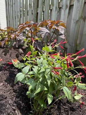 Can U Dig It Nursery Logo