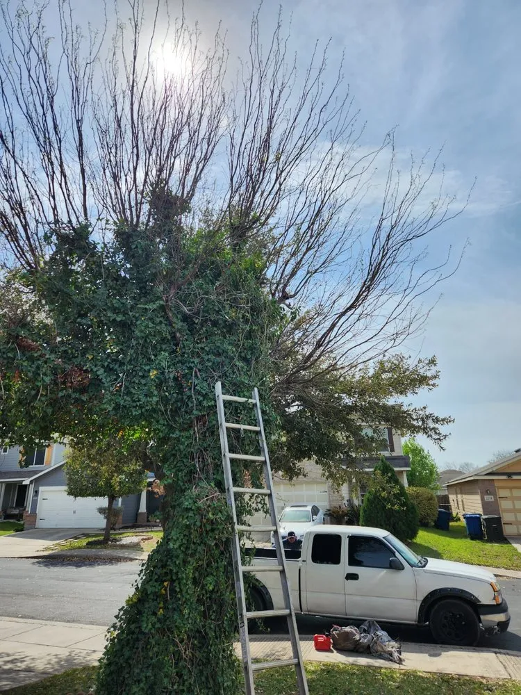 Affordable yard cleanup service experts serving San Antonio, TX - Can You Mow My Lawn Please