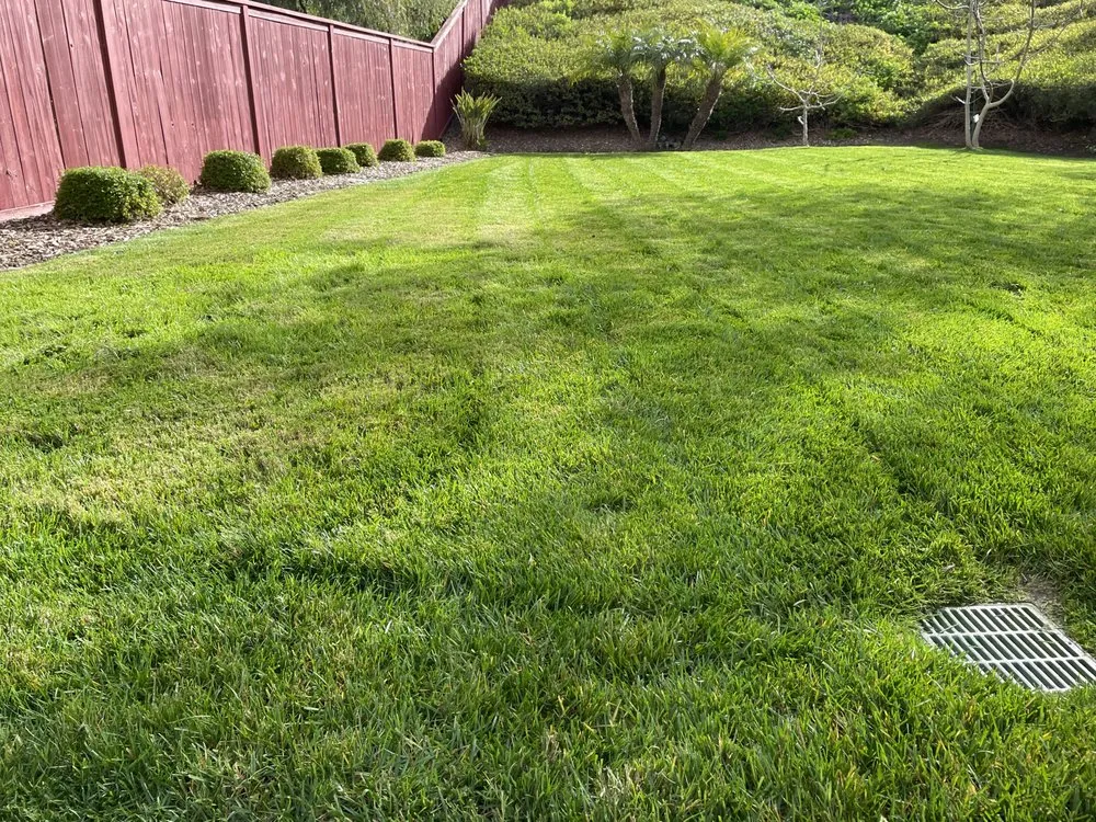 Affordable yard cleanup service experts serving Oceanside, CA - Canales Gardening