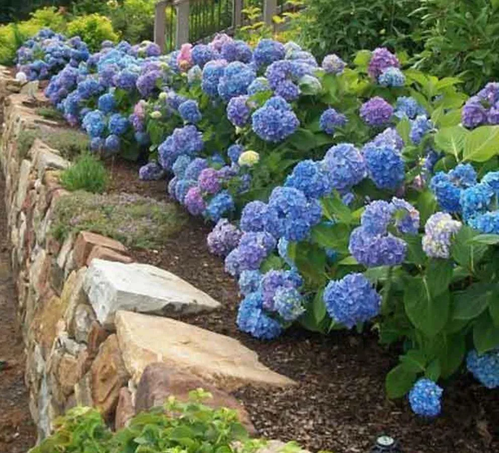 Local garden landscaping for homes in Clayton, NC by Canales Landscape