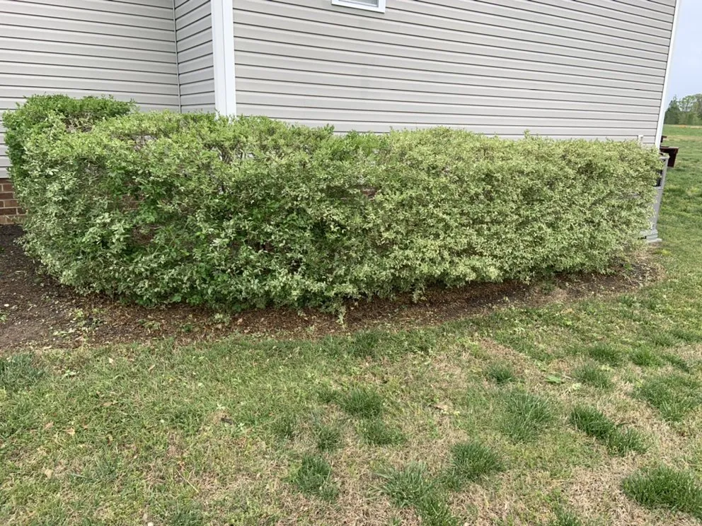 Affordable landscape design for homes across Clayton, NC - Canales Landscape