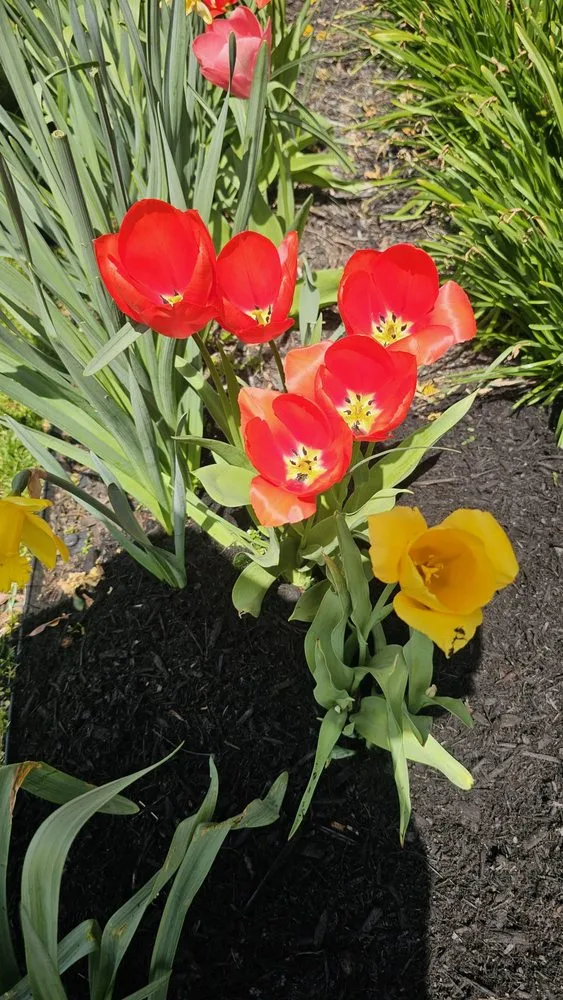 Affordable residential landscaping for residential properties across Silver Spring, MD - Canales Lawn Care