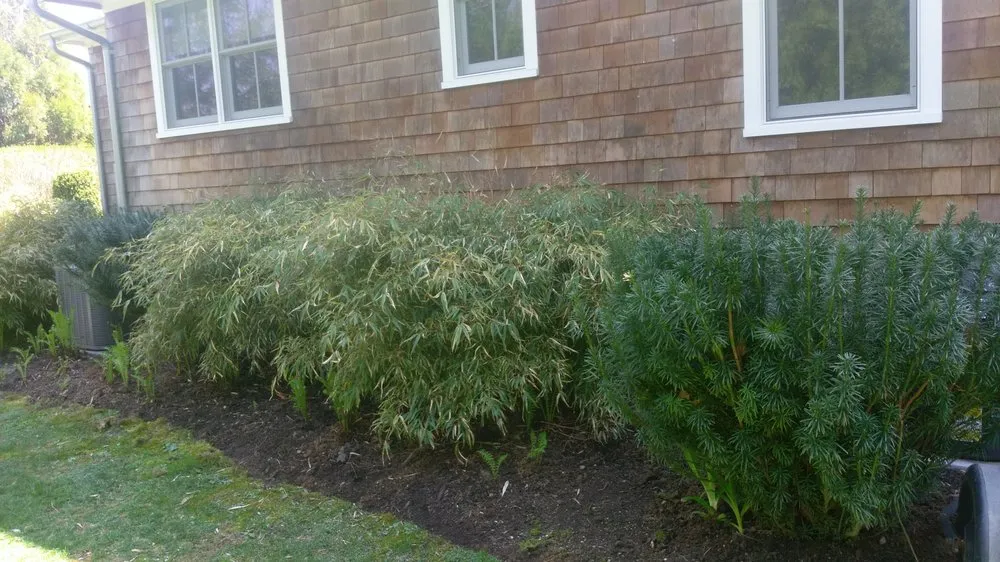 Affordable yard cleanup service experts serving Amagansett, NY - Cancun Landscaping