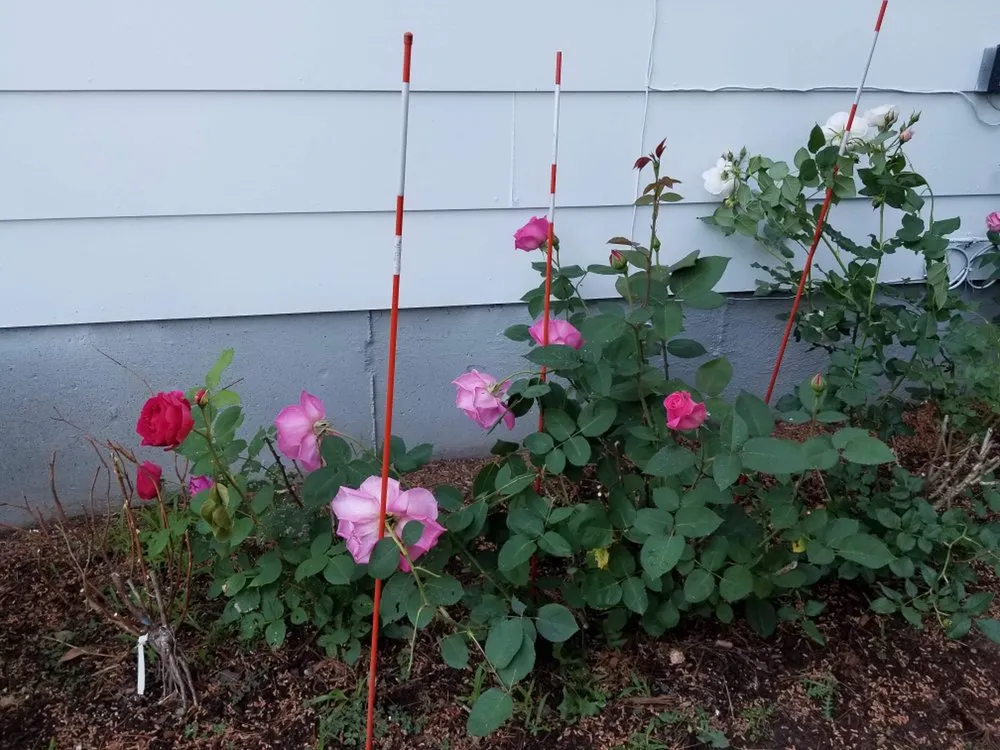 Top-rated lawn mowing service for outdoor upgrades in Salem, MA by Candela's General Labor