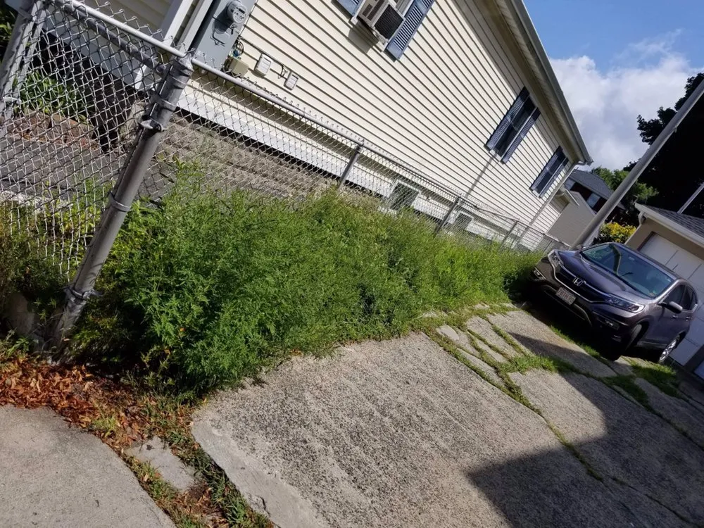 Top-rated yard maintenance in Salem, MA by Candela's General Labor