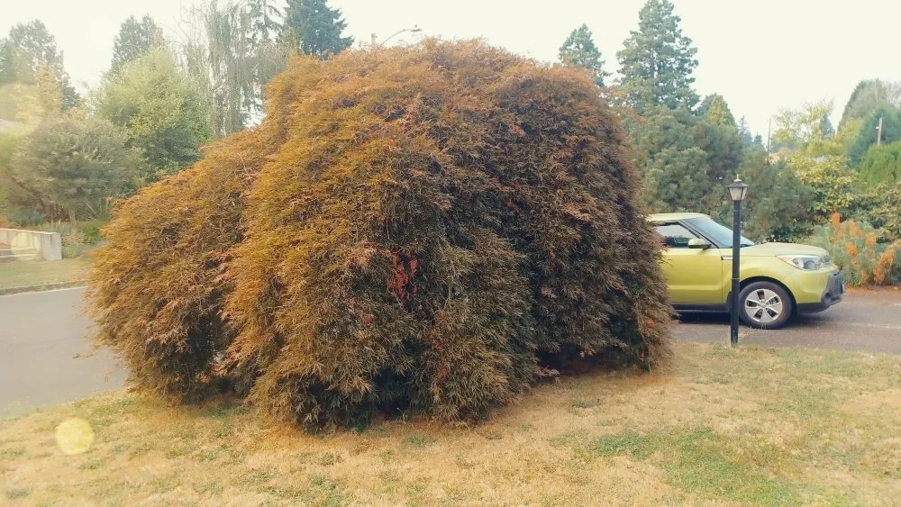 Expert landscaping services with custom design in Portland, OR by CANDO LANDSCAPING