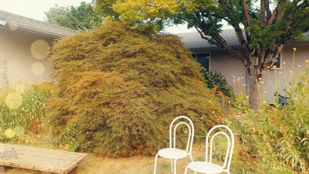 Professional landscape design in Portland, OR - CANDO LANDSCAPING