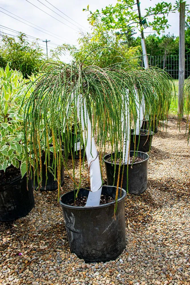 Reliable lawn mowing service in Medina, OH by Candyapple Nursery & Landscaping