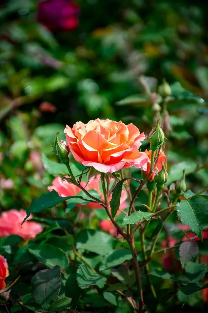 Expert outdoor landscaping experts serving Medina, OH - Candyapple Nursery & Landscaping