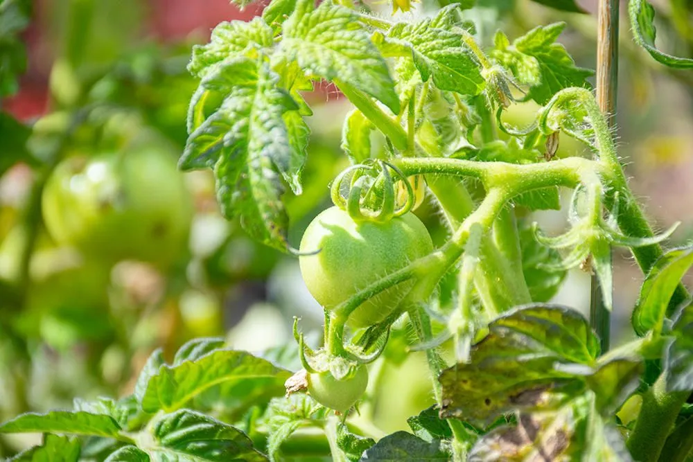 Expert residential landscaping in Medina, OH by Candyapple Nursery & Landscaping