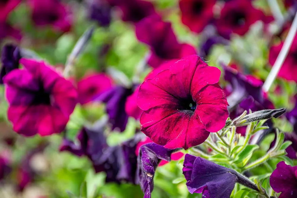 Trusted lawn mowing service in Medina, OH - Candyapple Nursery & Landscaping