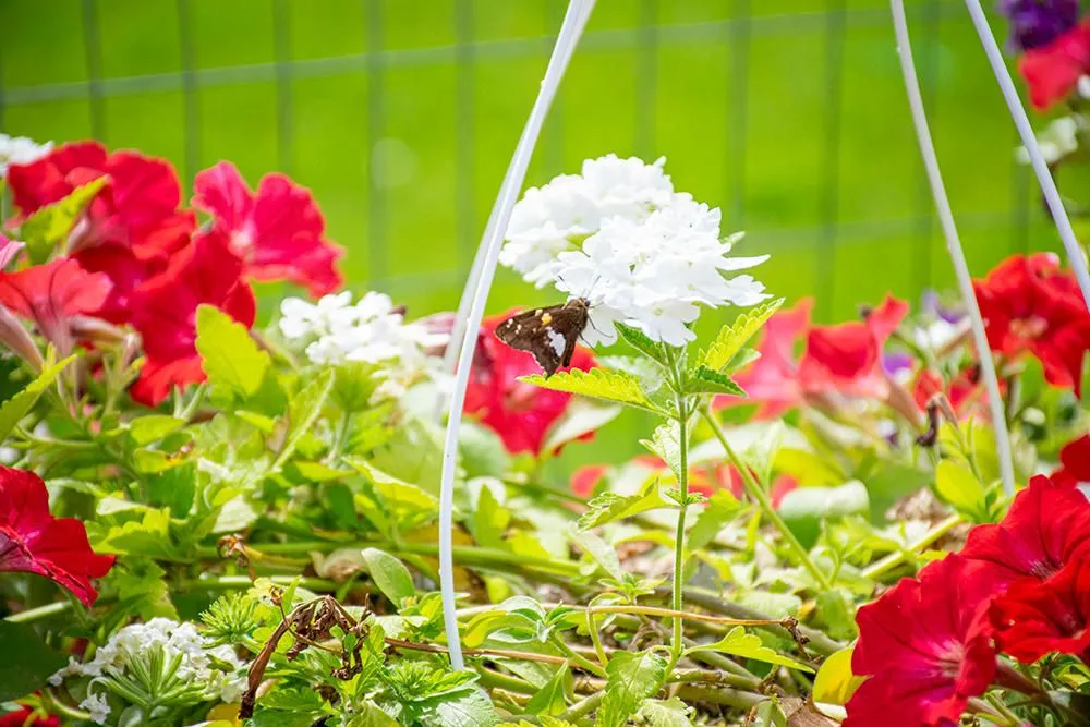 Professional lawn mowing service for homes across Medina, OH - Candyapple Nursery & Landscaping