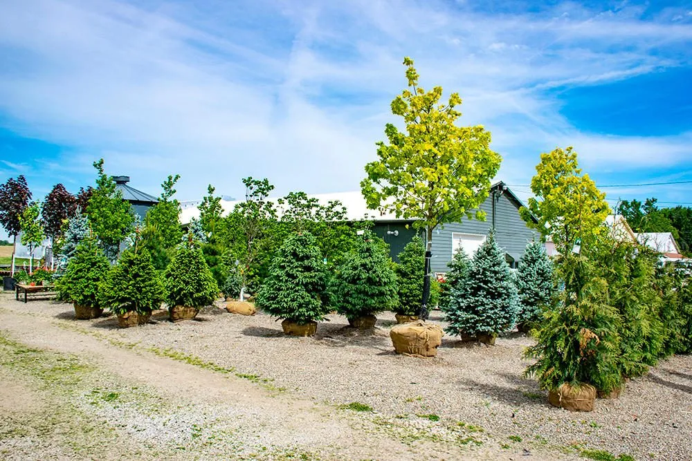 Affordable lawn mowing service in Medina, OH - Candyapple Nursery & Landscaping