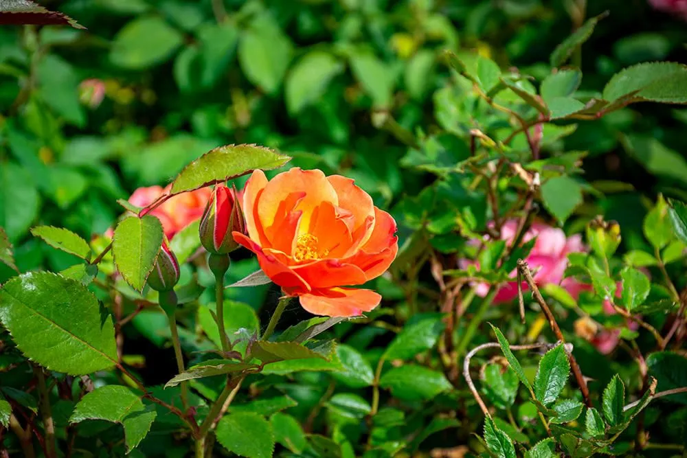 Custom garden landscaping experts serving Medina, OH - Candyapple Nursery & Landscaping