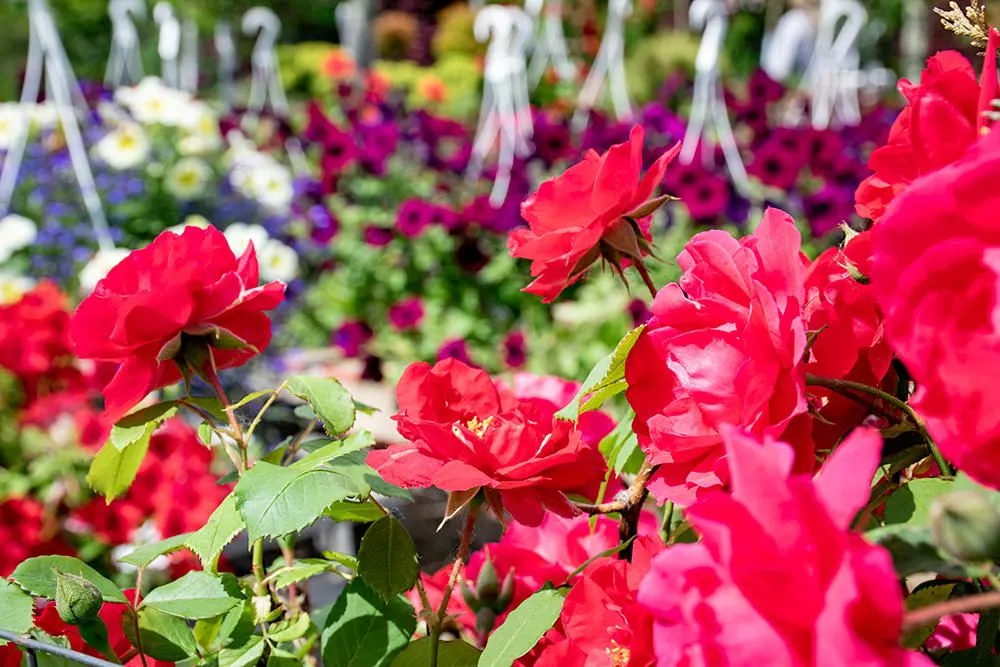 Top-rated lawn mowing service in Medina, OH by Candyapple Nursery & Landscaping