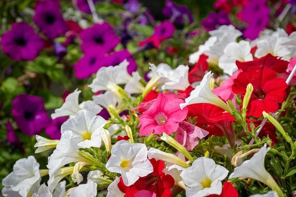 Candyapple Nursery & Landscaping Logo