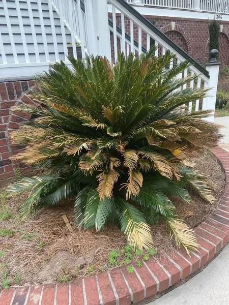 Professional landscape design for beautiful yards in Summerville, SC by Cane Bay Landscaping