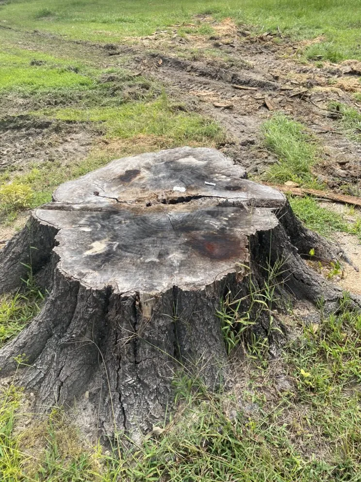 Expert lawn care service for homes in Natchitoches, LA by Cane Creek Lawn Care