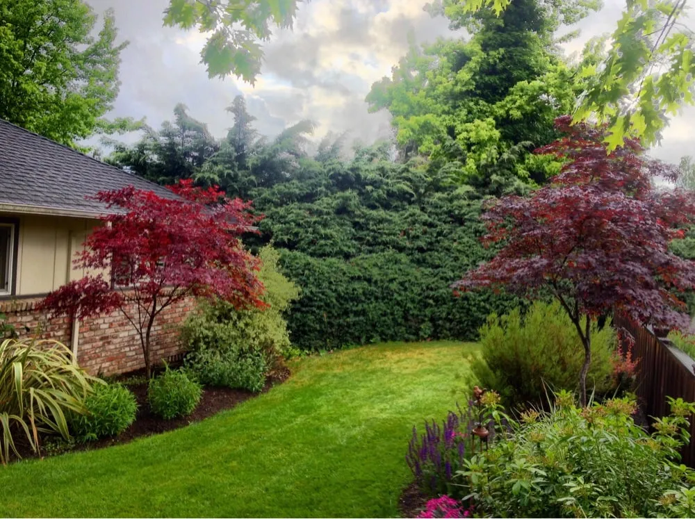 Top-rated landscaping services experts serving Windsor, CA - Canepa Landscaping