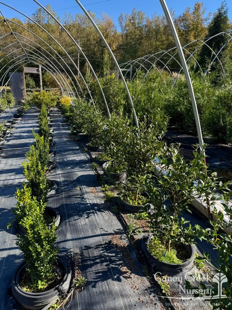 Top-rated landscaping services for beautiful yards in Rockwood, TN by Caney Creek Nursery