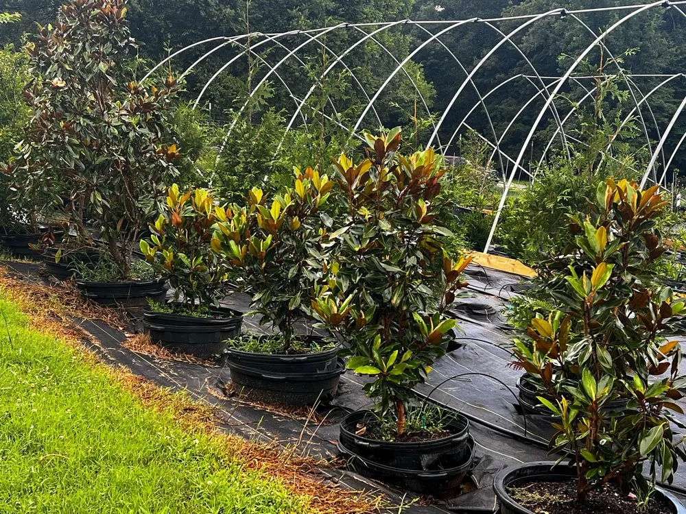 Expert yard maintenance in Rockwood, TN - Caney Creek Nursery