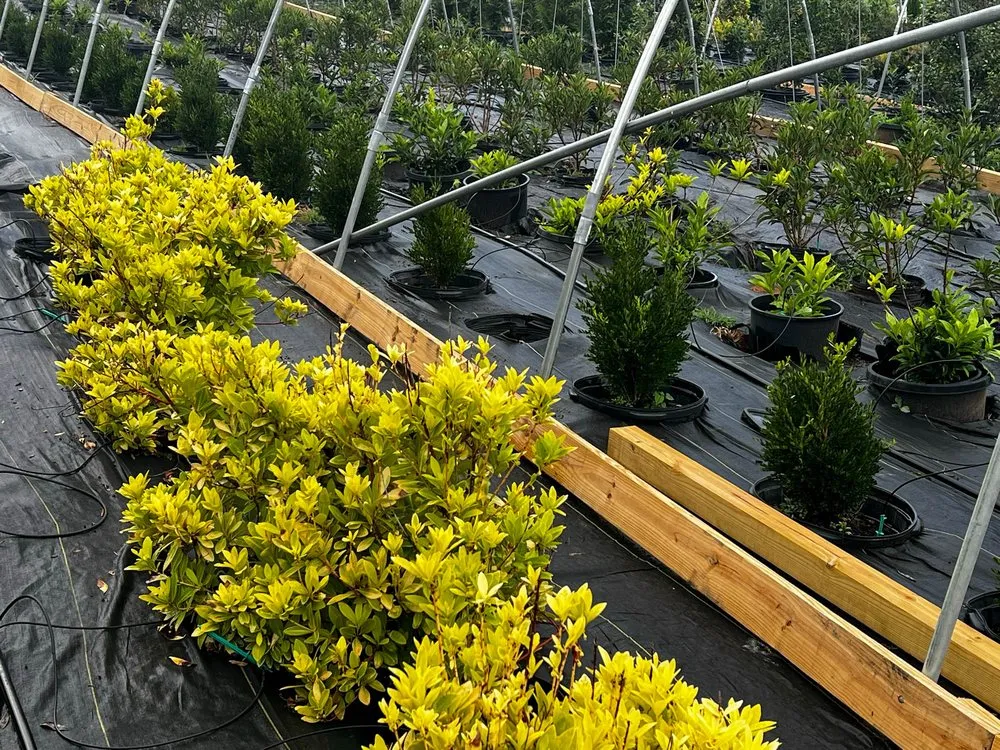 Trusted residential landscaping in Rockwood, TN by Caney Creek Nursery