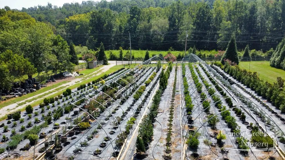 Professional yard cleanup service near you in Rockwood, TN by Caney Creek Nursery