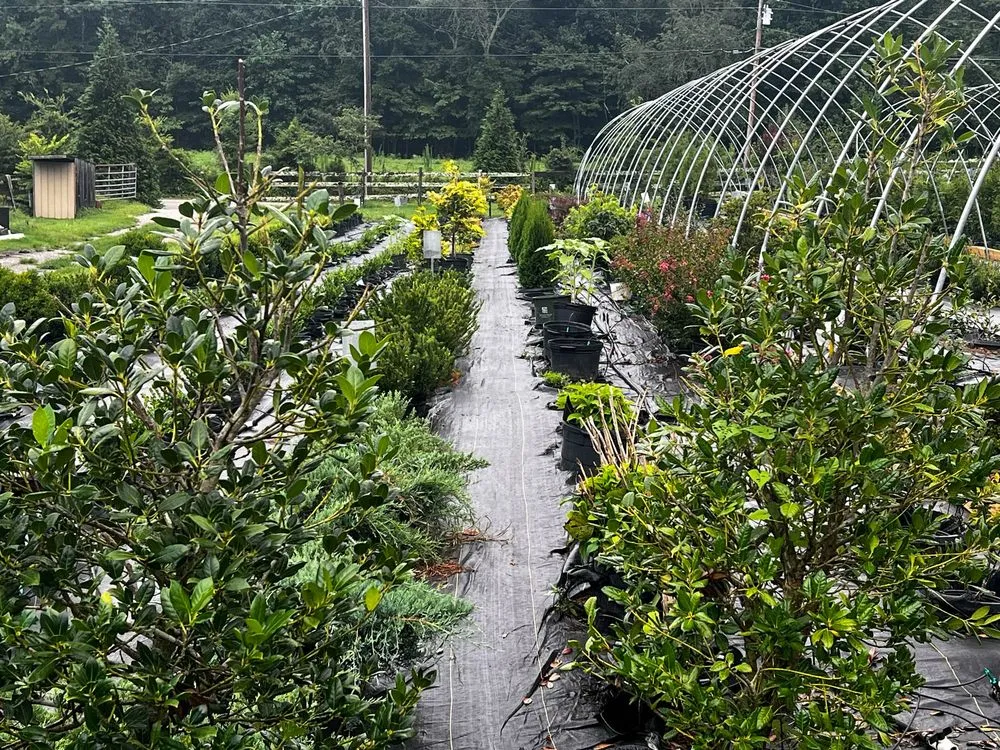 Top-rated landscaping services in Rockwood, TN by Caney Creek Nursery