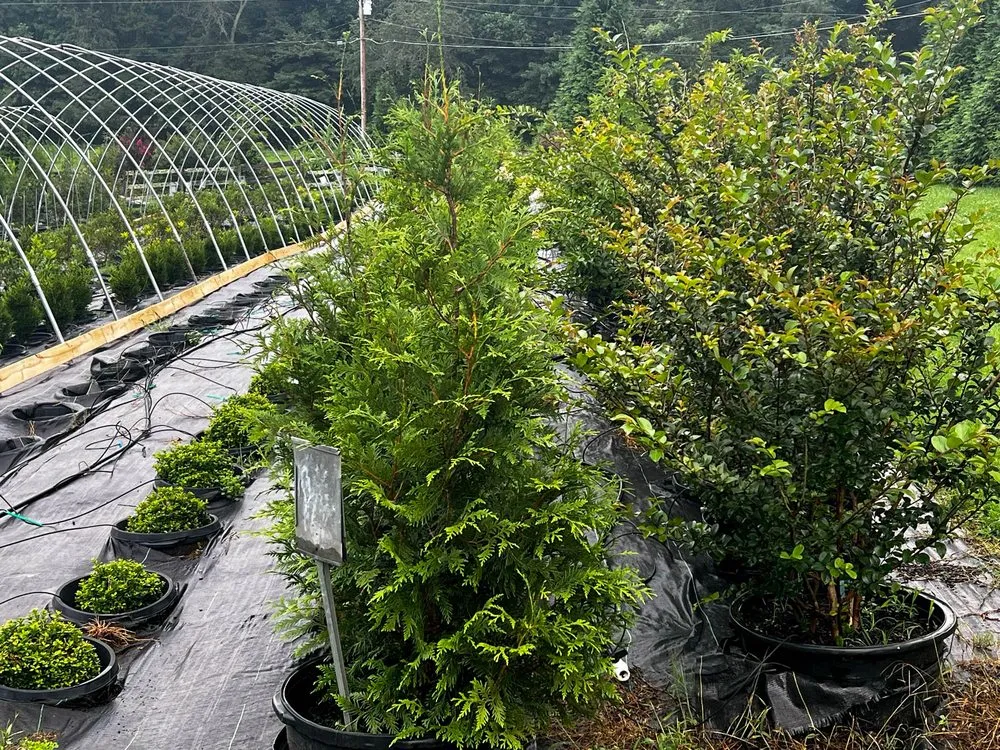 Top-rated landscape installation in Rockwood, TN by Caney Creek Nursery