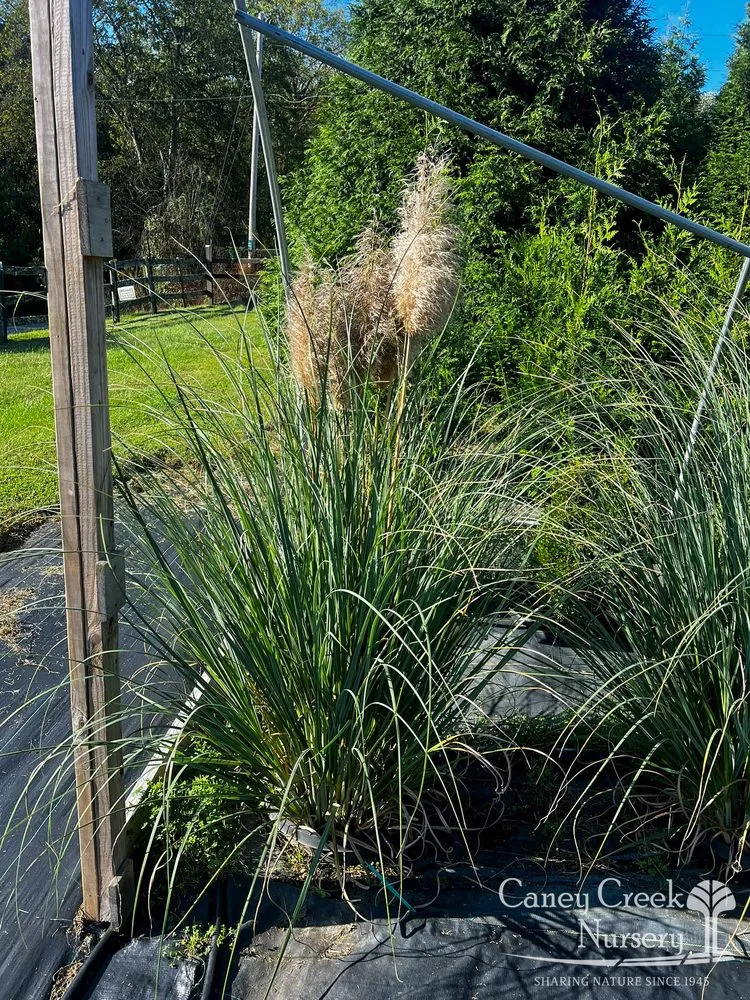 Professional garden landscaping experts serving Rockwood, TN - Caney Creek Nursery