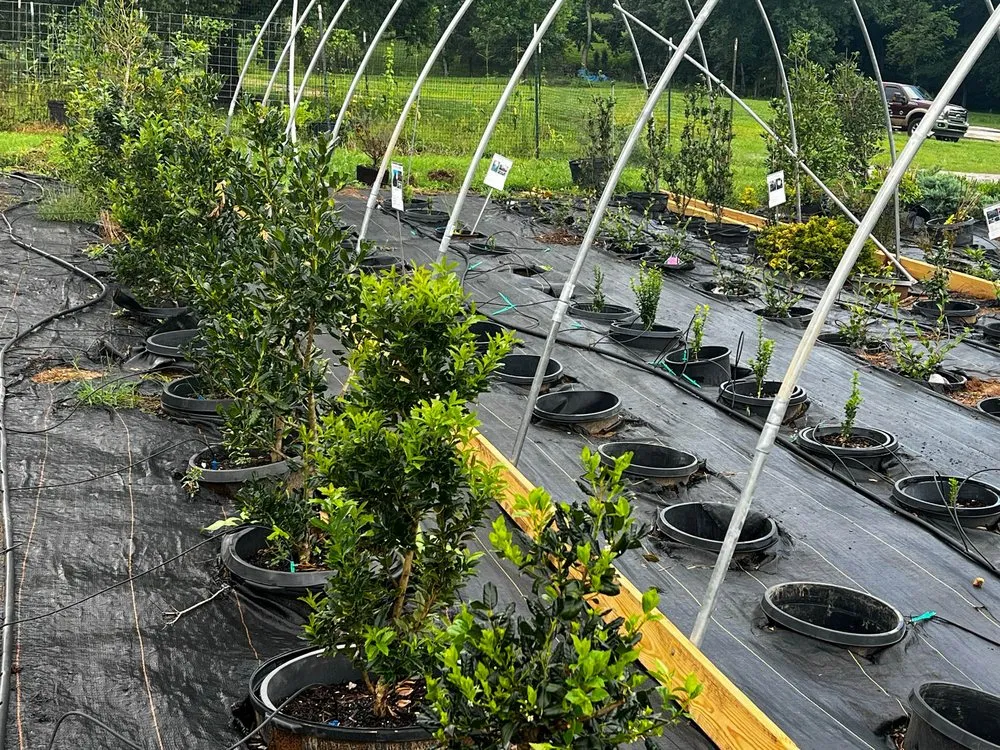 Local residential landscaping in Rockwood, TN by Caney Creek Nursery