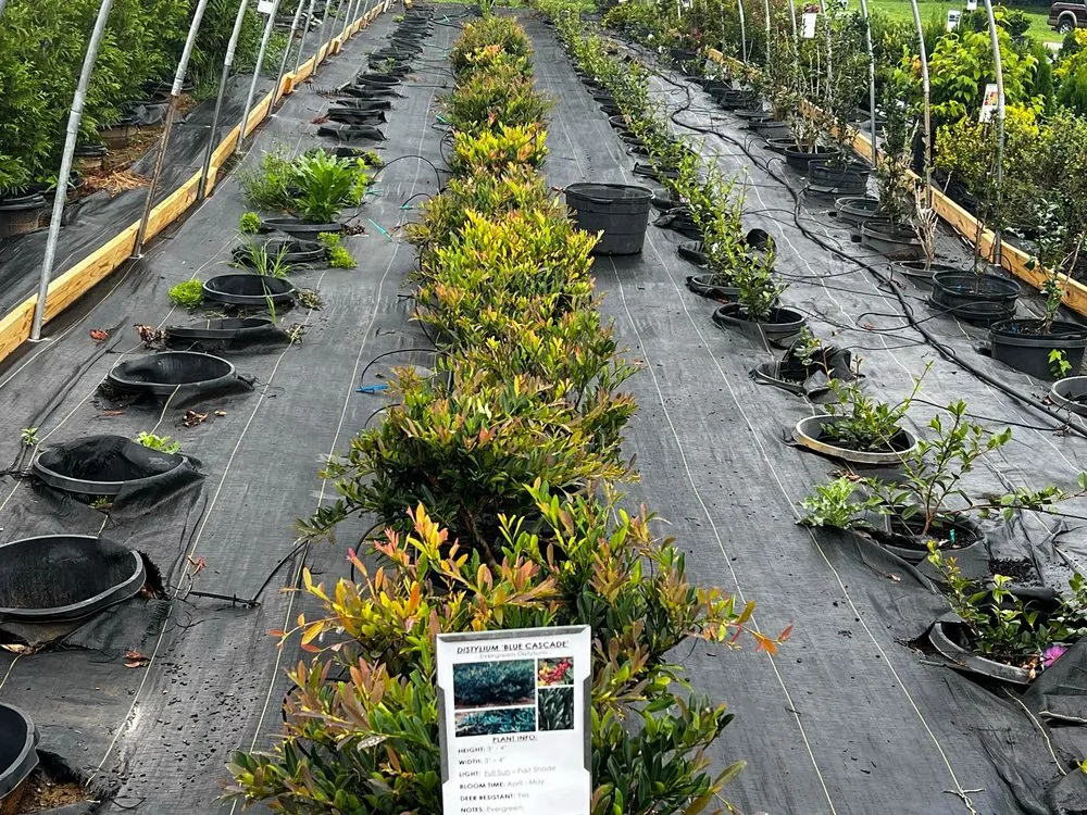 Local landscape design with custom design across Rockwood, TN - Caney Creek Nursery