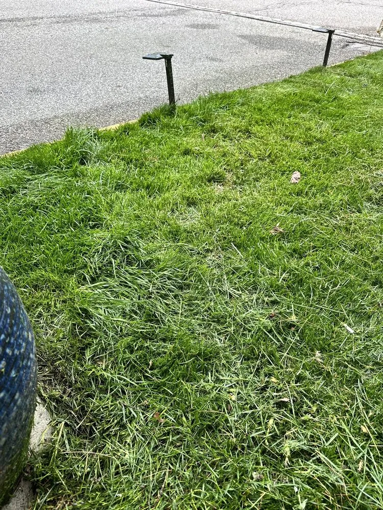 Expert yard cleanup service in Wayne, NJ by Cannizzaro Landscaping