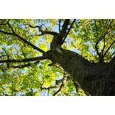 Expert residential landscaping in Adel, GA - Cannon Tree & Lawn Service