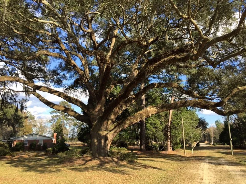 Custom yard maintenance in Adel, GA - Cannon Tree & Lawn Service