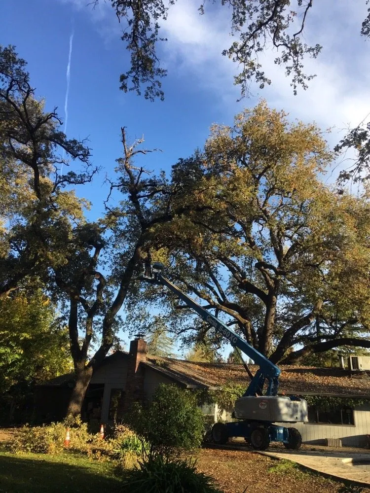 Custom lawn mowing service in Redding, CA by Cannon Tree Service