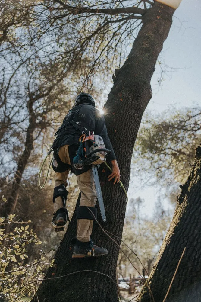 Custom outdoor landscaping near you in Redding, CA by Cannon Tree Service