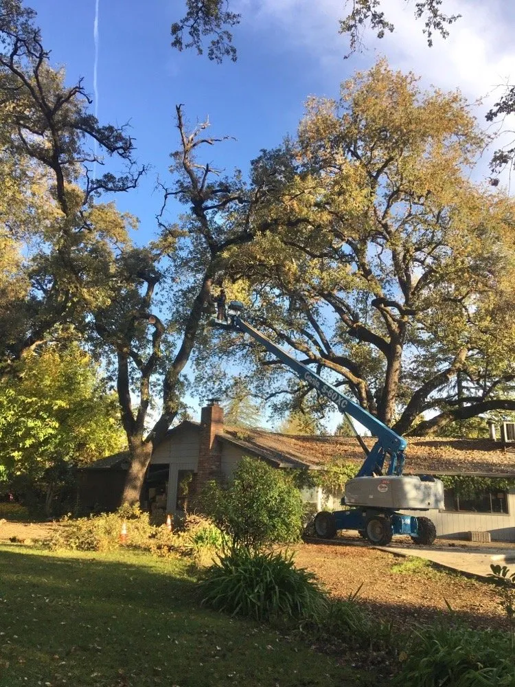 Top-rated landscape design experts serving Redding, CA - Cannon Tree Service