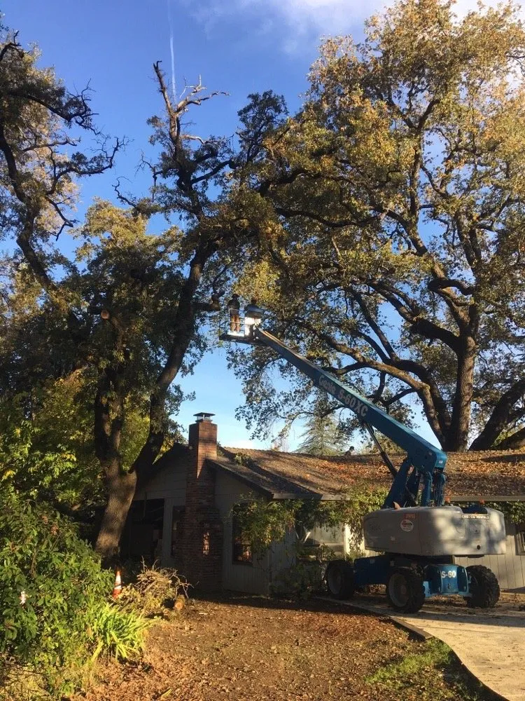 Reliable landscaping services in Redding, CA by Cannon Tree Service