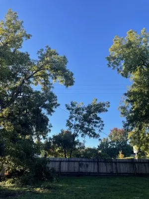 Cannon Tree Service Logo