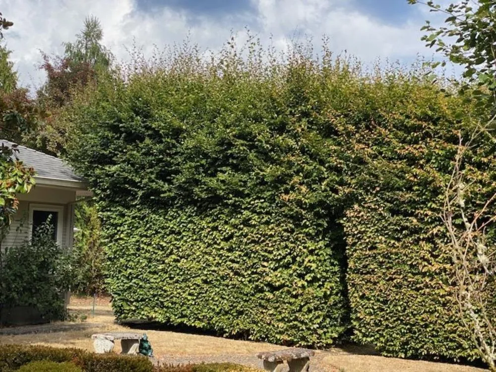 Top-rated garden landscaping for beautiful yards across Portland, OR - Cano Landscape